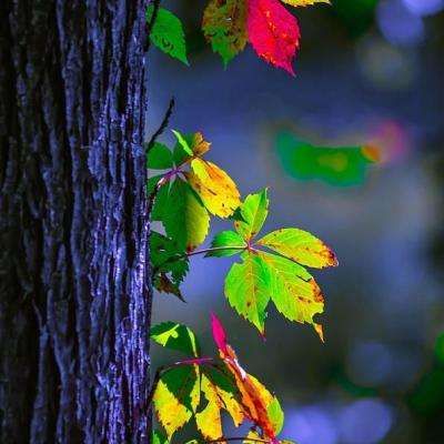 BOB·体育综合(综合)APP下载安装